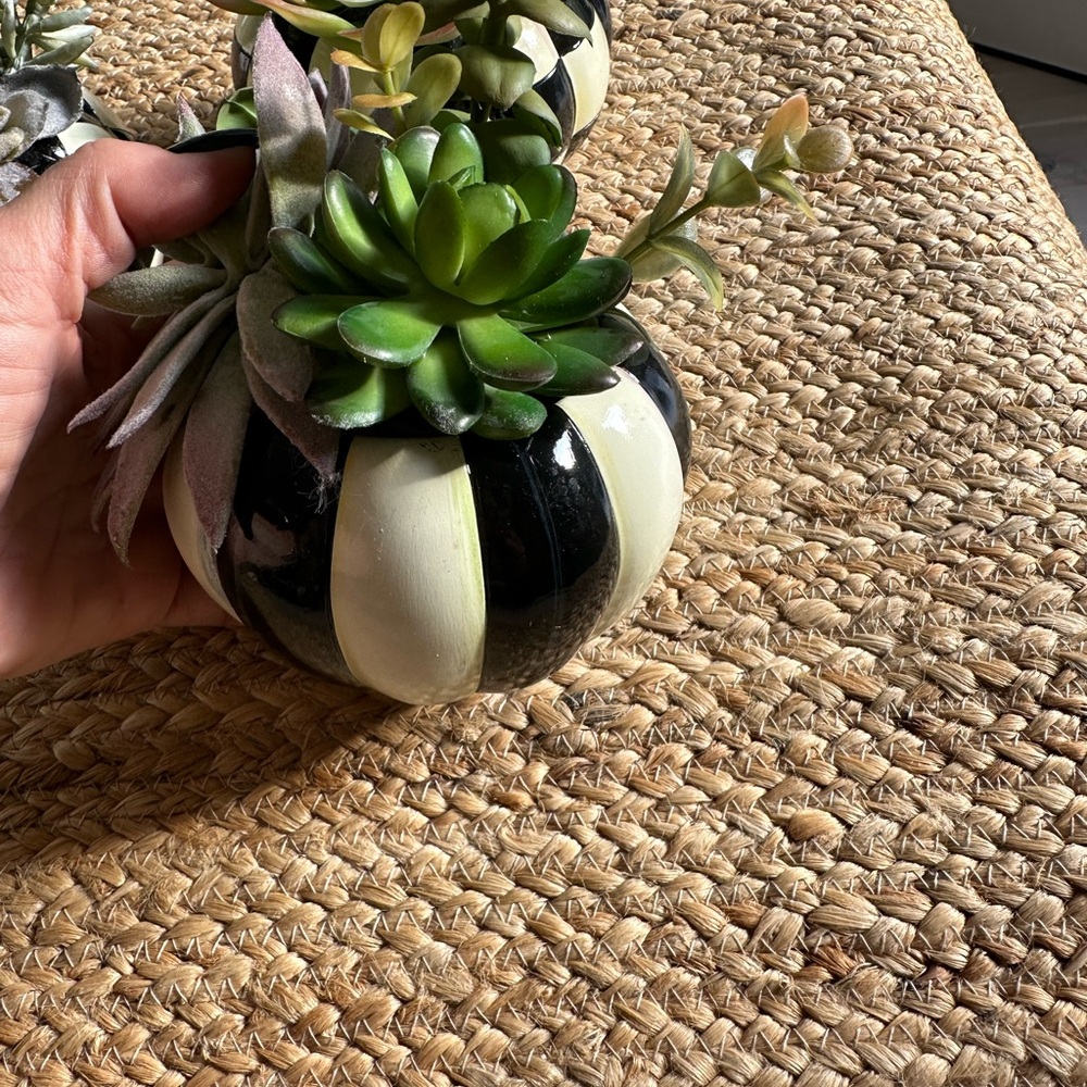 MacKenzie-Childs Black and White Faux Succulent Trio - Picture 2 of 10